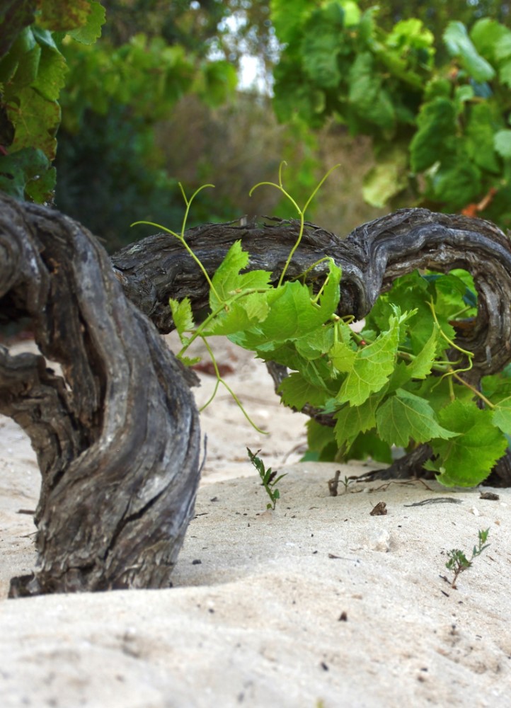 Cantina Di Calasetta
